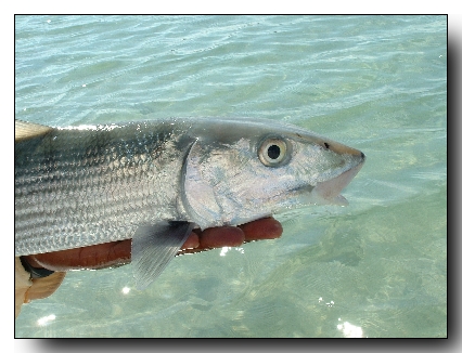 A nice Kamalame Cay bonefish