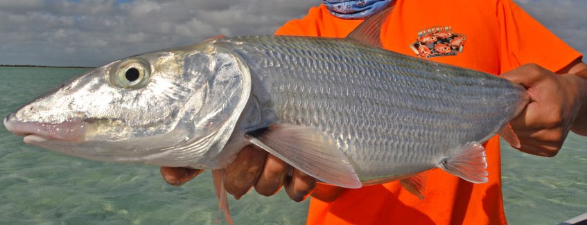 Andros Island Bonefish Club