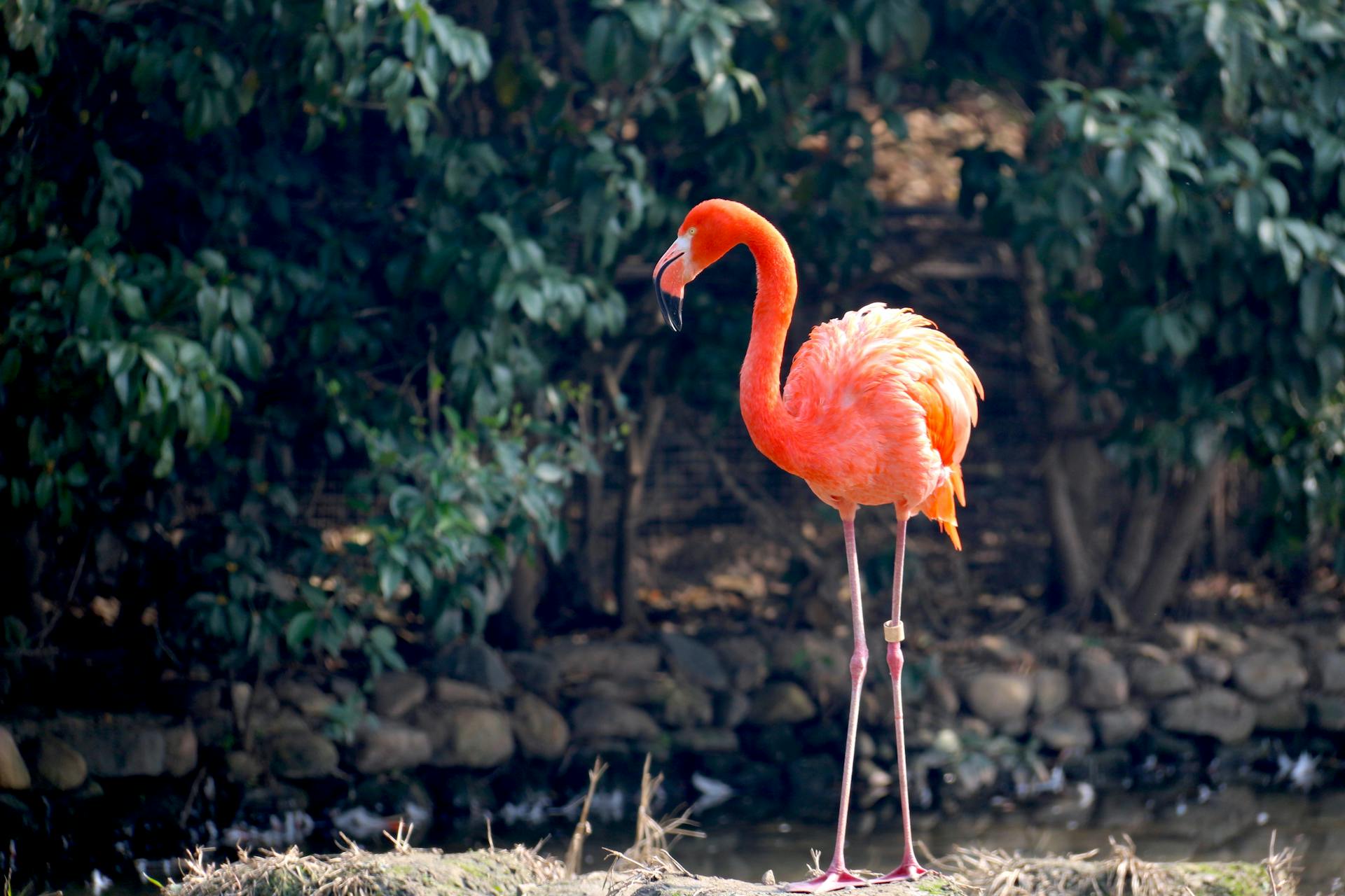 Flamingo Cay Rod & Gun Club